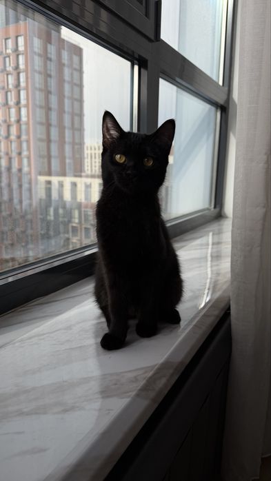 Отдам в добрые руки кошечек