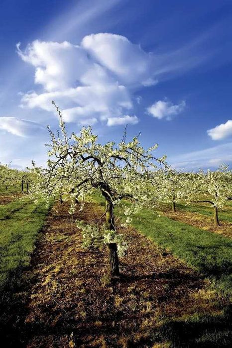 Tund pomi, viță de vie, plantez pomi, stropesc după tundere.
