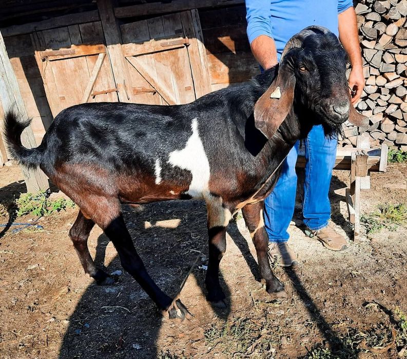 Țapi anglonubieni