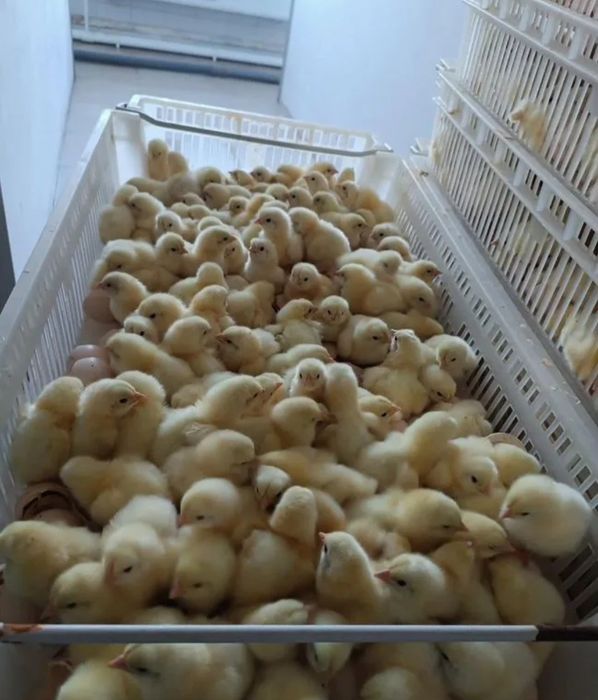 Хаммаси 100 % товук чикади Цыплята курочки несушки