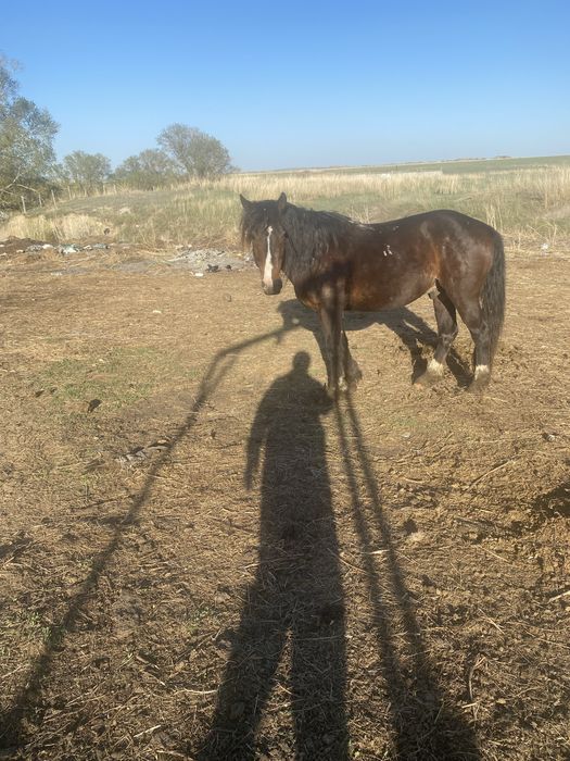 Продам мерина ат сатам