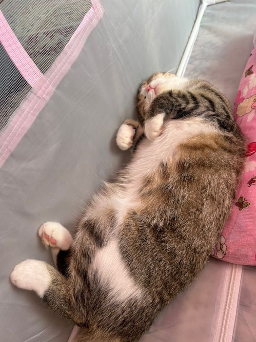 Отдам кота в добрые руки