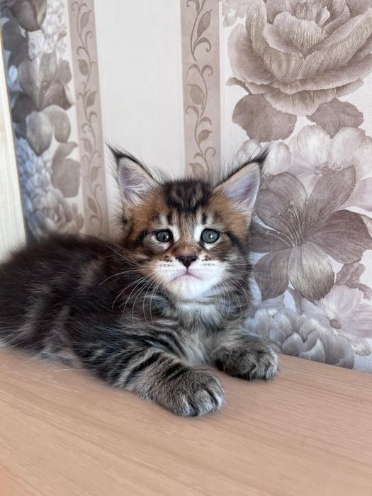 Продам котенка породы Мейн кун
