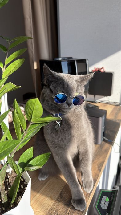 Отдаем кота в добрые руки