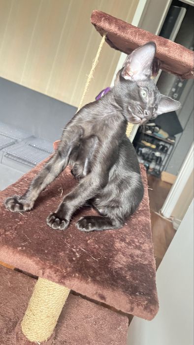 Ориентальный кот