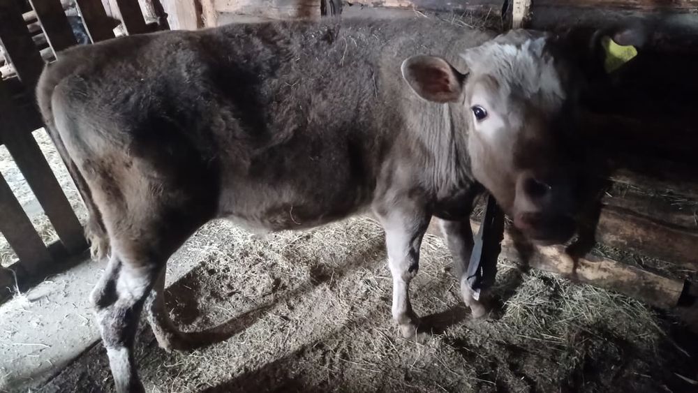 Коровы с телятами!