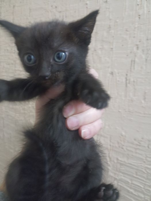 Отдам  милых котят