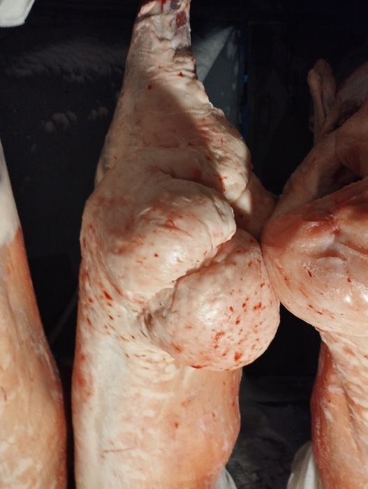 Продам тушки баранина