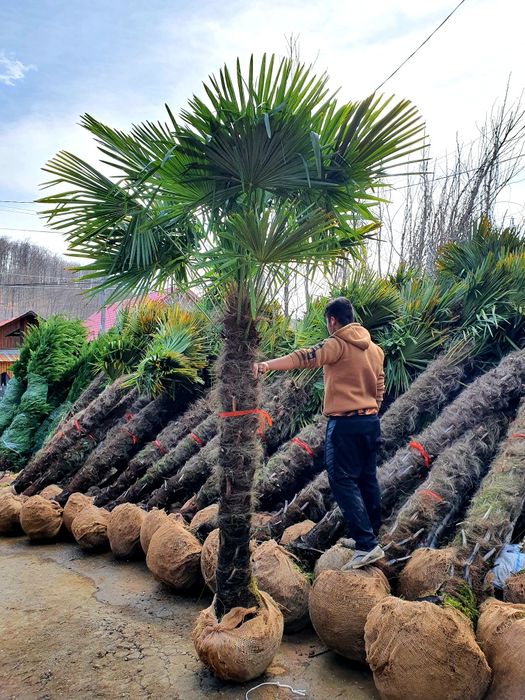 Plante ornamentale, brazi, tuia spirale, copaci, tei, mesteacan,platan