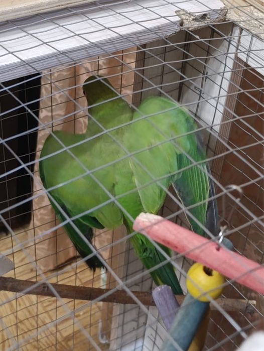 Продам ожерелового попугая