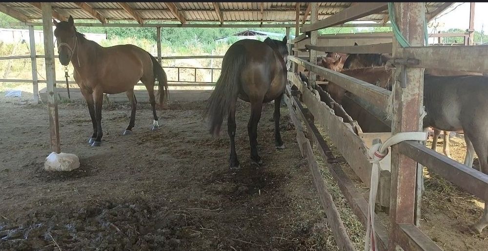 Кымыз, шубат, саумалы