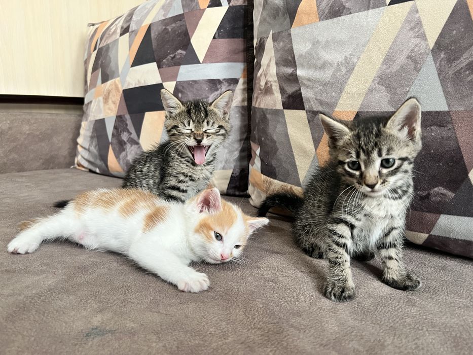 отдам котят бесплатно