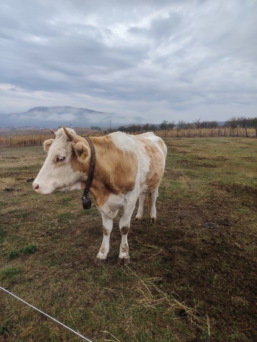 Junincii cu vitei langa ele
