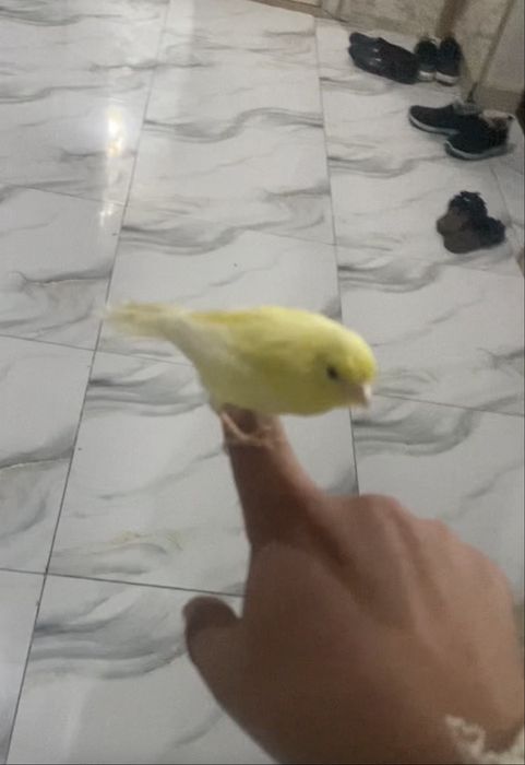 Ручной канарейки самцы дисквые