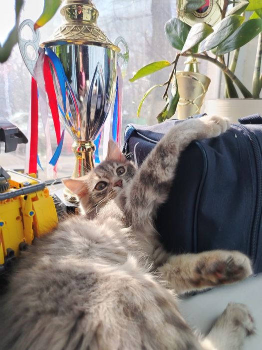 Подарю в заботливые руки