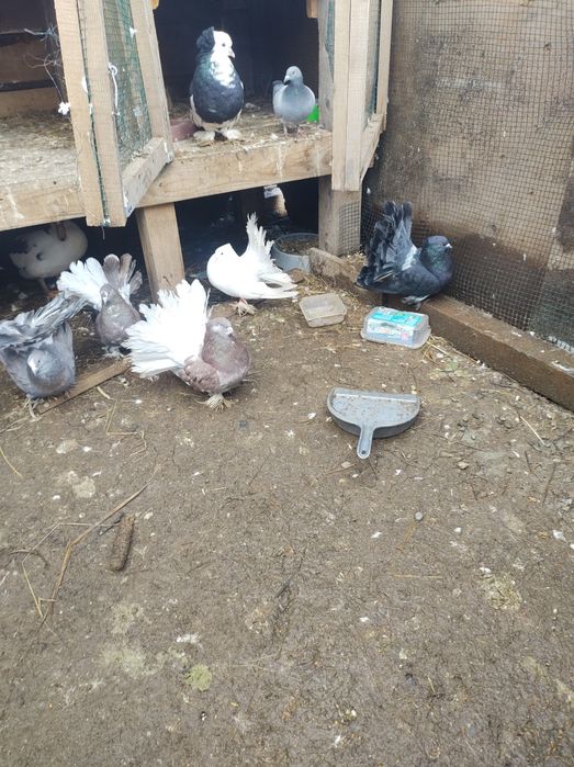 De vânzare porumbei indieni