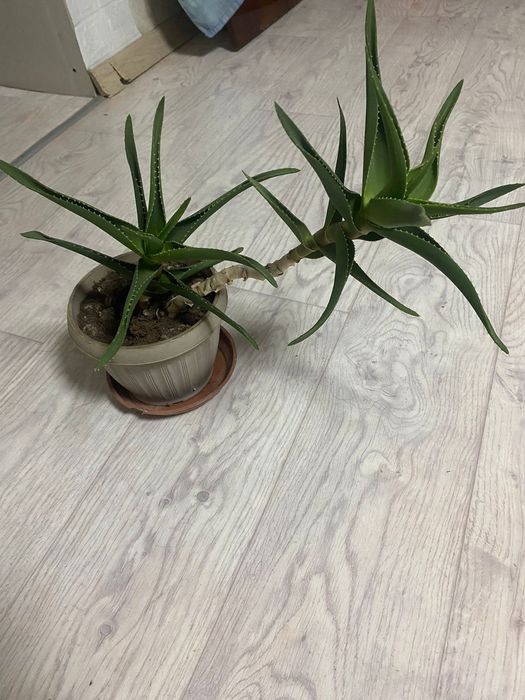 Продам лечебный столетник