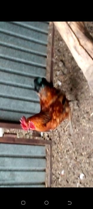 продам петуха 5000тенге