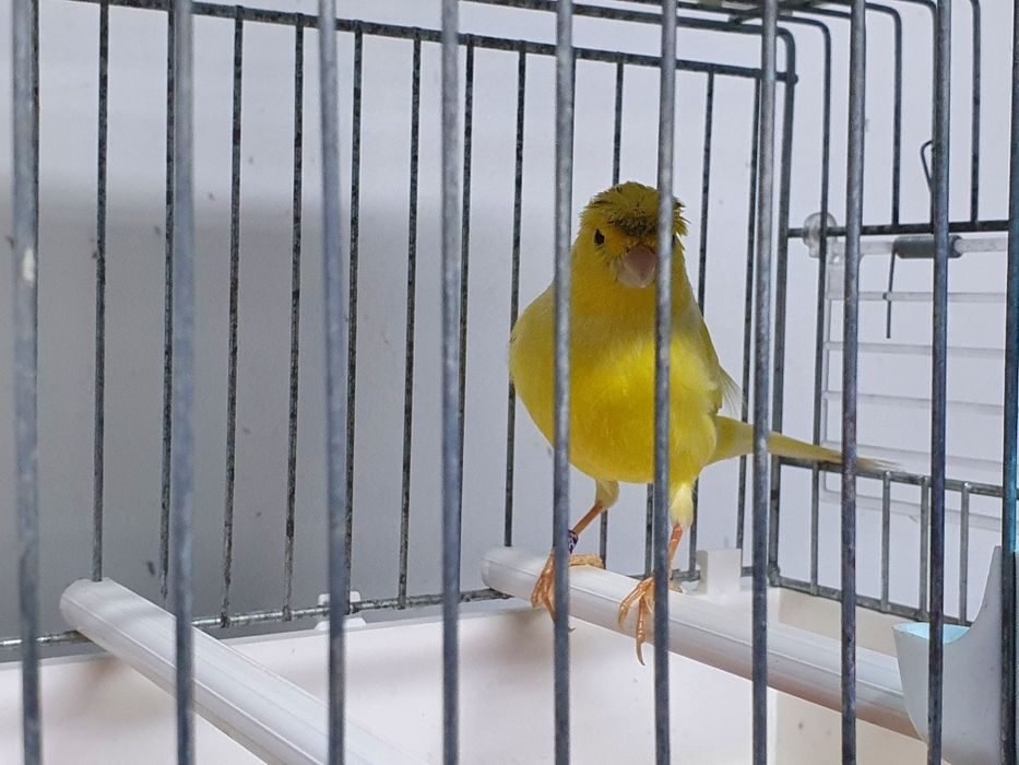 Vând canari Slavujari diferite culori din crescătorie proprie