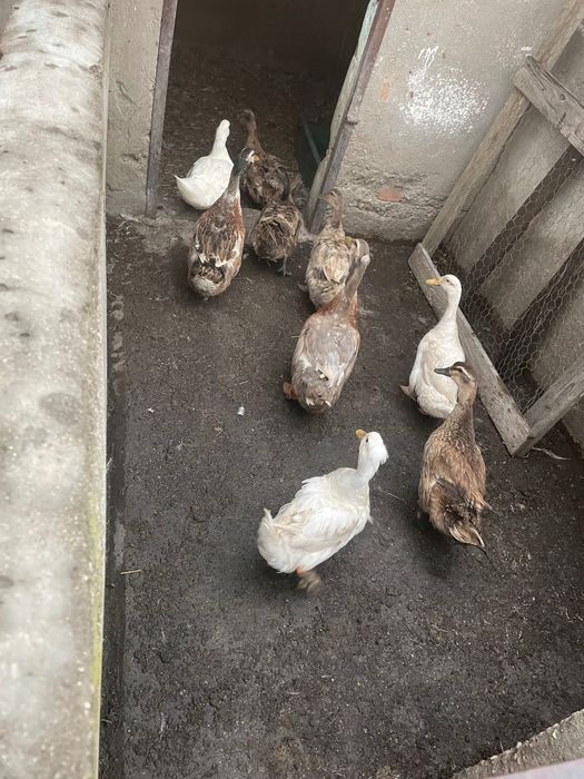 Rațe și boboci Rouen