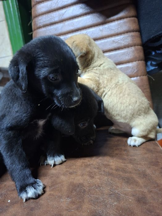 Puiu de cățeluț spre adopție