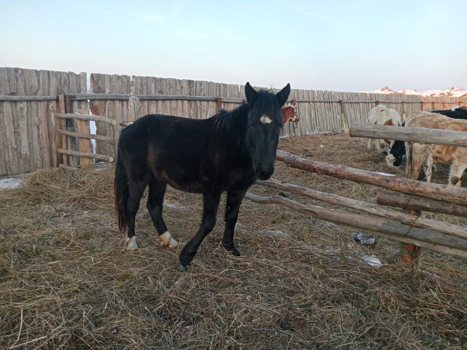 Продам кобылу двухгодовалую.