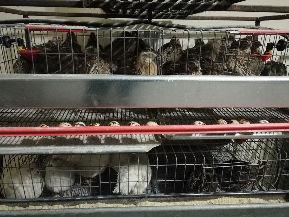 Oua de Prepelițe ptr Tratament/Consum/