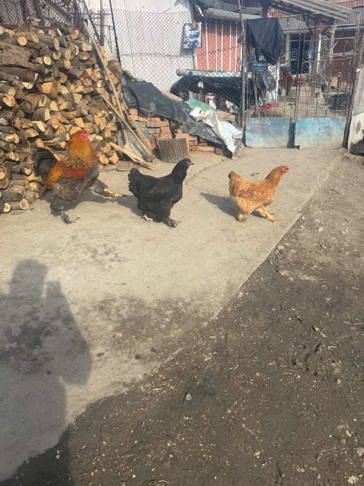 Vand 3 gaini si un cocos