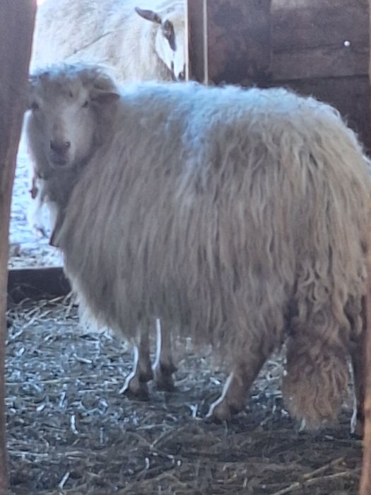 Vand patru oi,o mieluta si un berbec