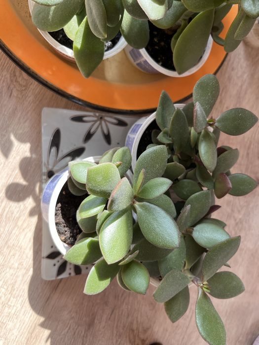 Денежное дерево, толстянка от 500 тг.