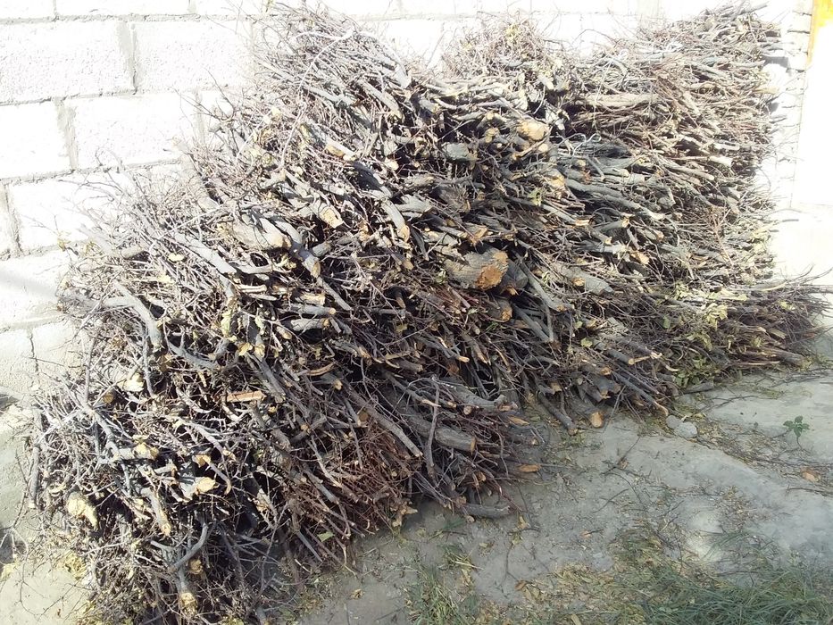 Утин залдори урик дарахти богланган