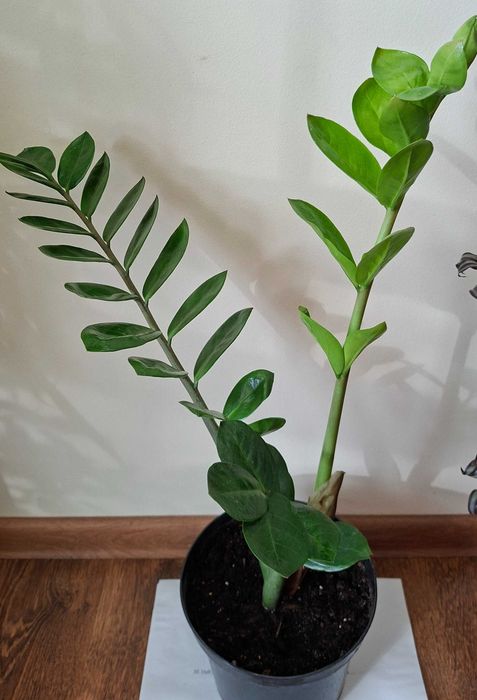 zamioculcas zz inflorita, monstera adansonii, lacrima maicii domnului