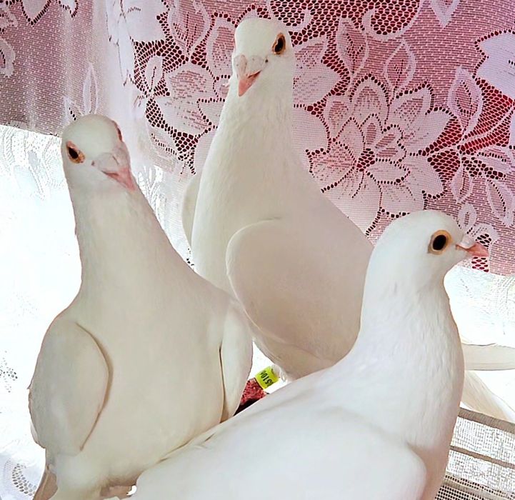 Voiajori albi calitate