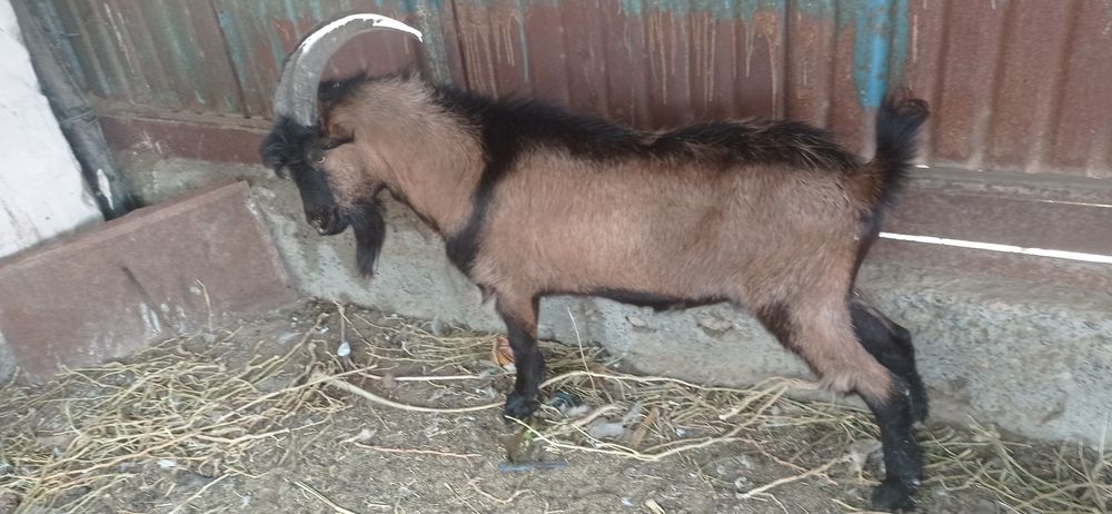 Альпи француз теке