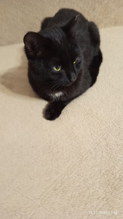 Котик Черныш  мальчик