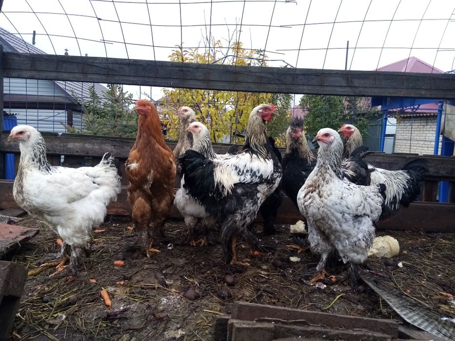 Продам питухов породы брама