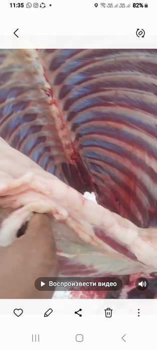 Семіз жас жылқының еті сатылады конина