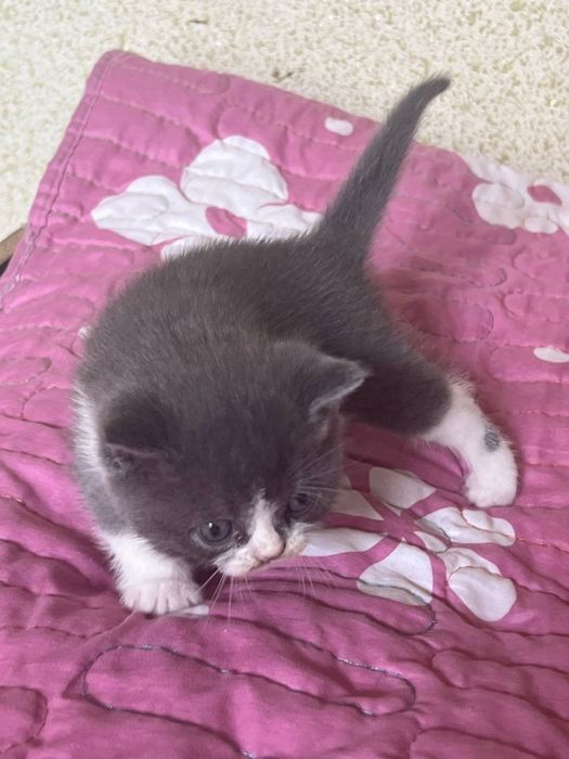 Котёнок Мальчик Породистый
