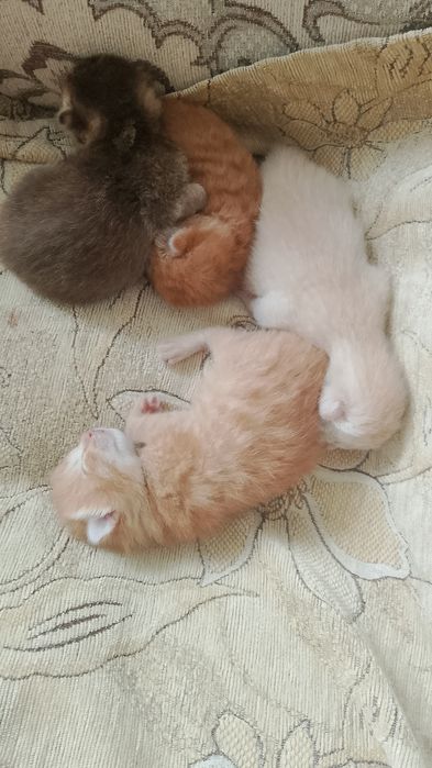 Отдам котят в добрые руки