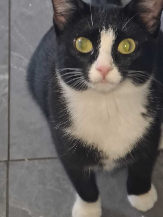 Котенок в добрые руки
