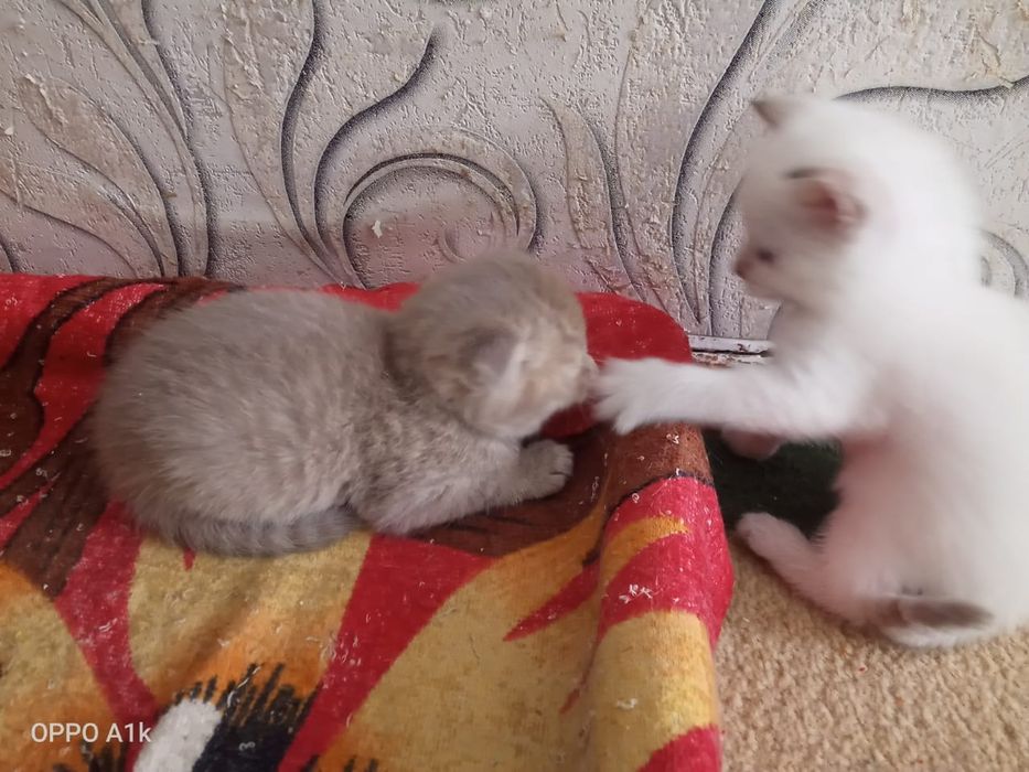 Продам котят британцы