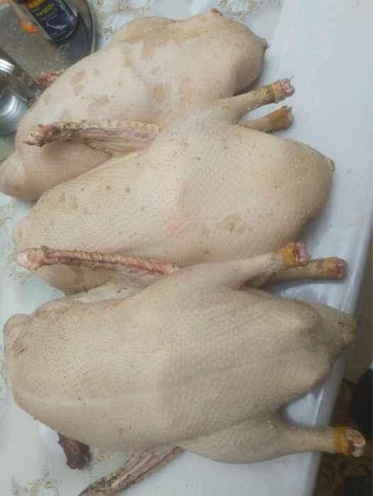 Үйрек, қаз еттері бар