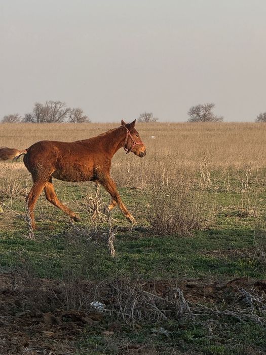 Тай ұрғашы 10 айлық