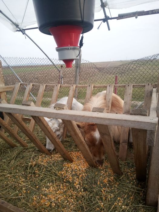 Hranitor automat (H-4) .