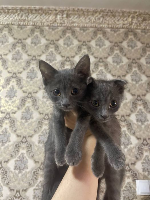 Кошка русская голубая