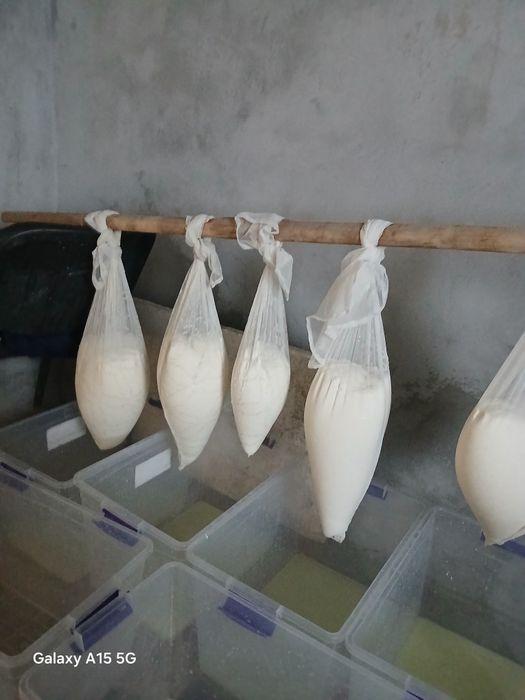 Vând  branza vaca  cantități mici și mari