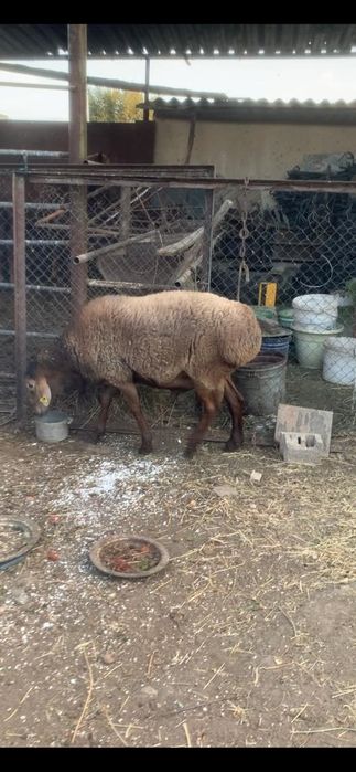 Продам молодых кошкаров