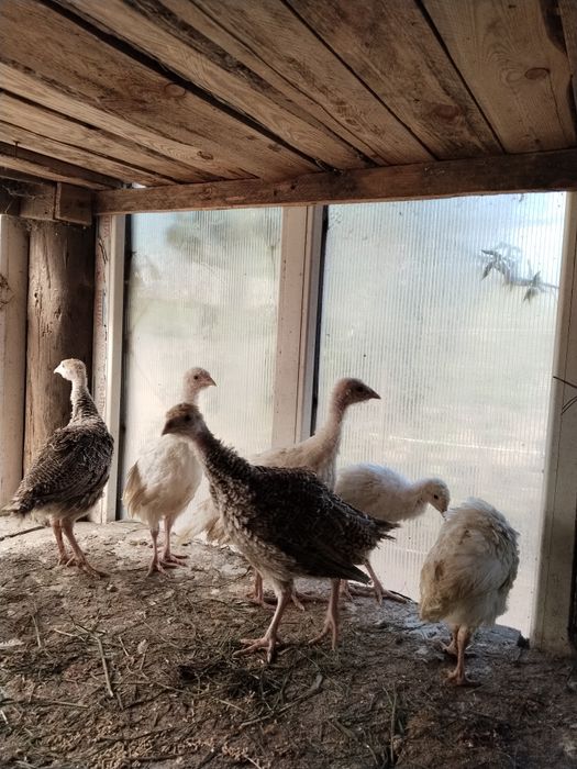 Продам индюшат домашних в Астане