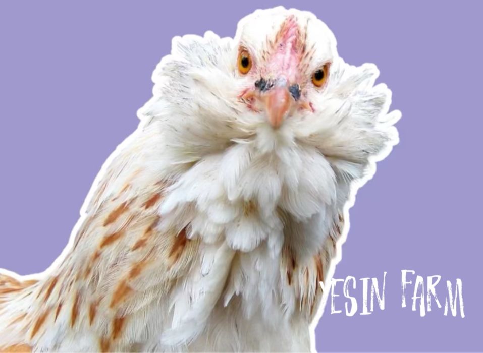 Инкубационные яйца породные куры из Россий под заказ, бронь