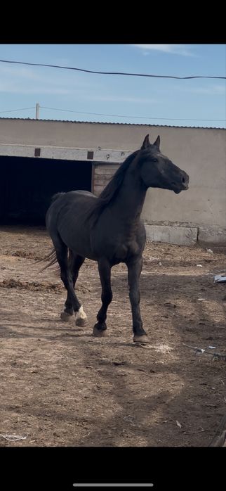 Жеребец Амереканец
